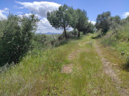 Flora del Cerro Masatrigo